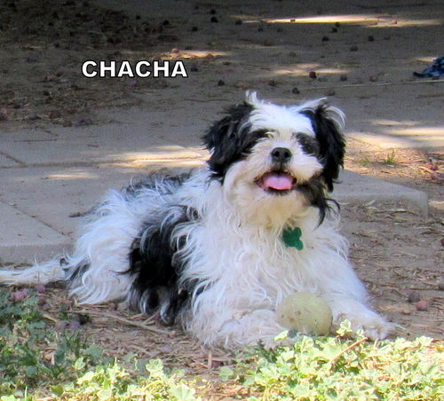 ChaCha (Ritzy)