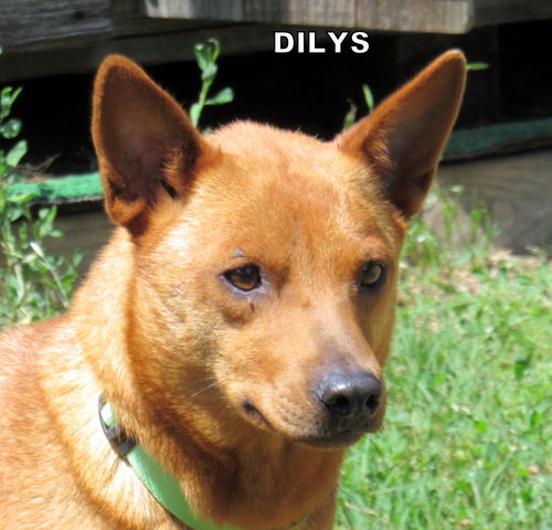 Dilys