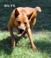 Dilys
