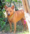 Dilys