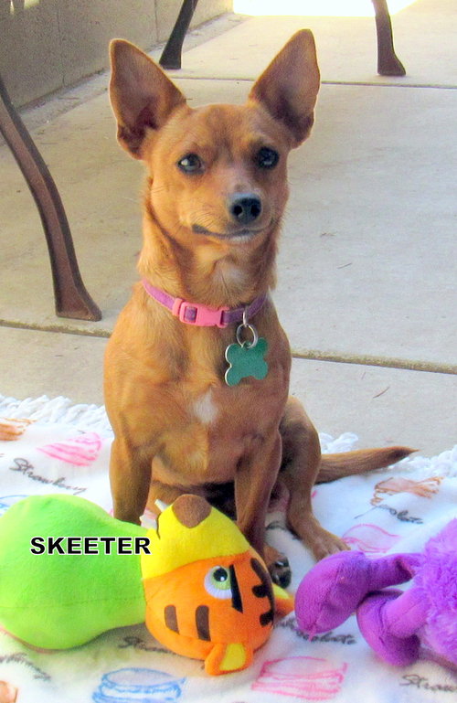 Skeeter
