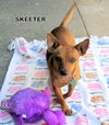 Skeeter