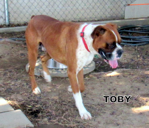 Toby (Ritzy)