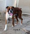 Toby (Ritzy)