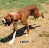 Toby (Ritzy)