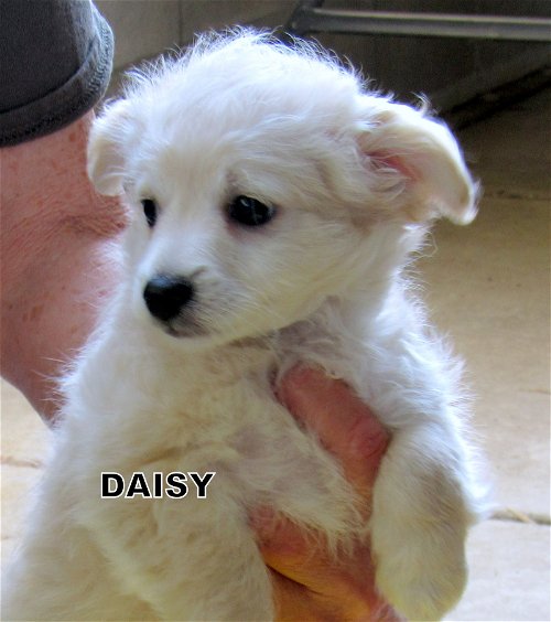 Daisy and Clover (Puppy)