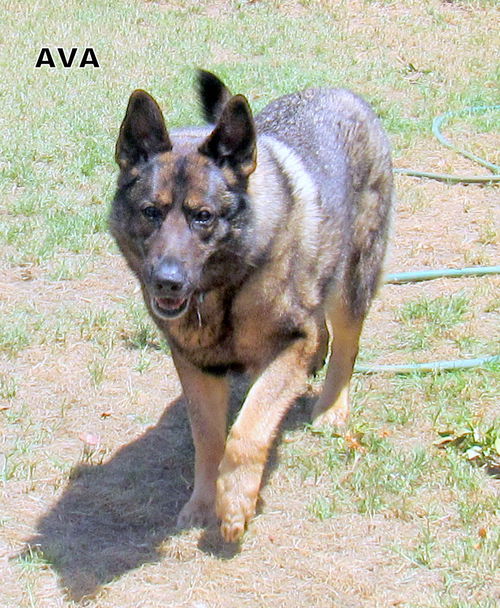 Ava (GrandPaws)