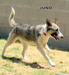 Juno