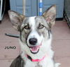 Juno