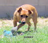 Sunny