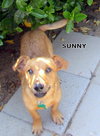 Sunny