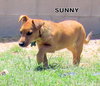 Sunny