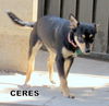 Ceres