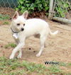 Wilbur