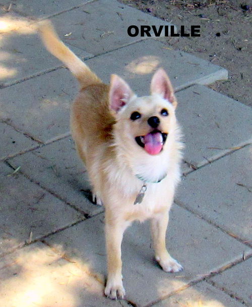 Orville