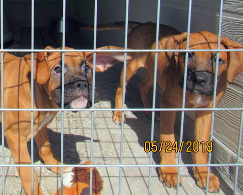 Bronx and Brooklyn (Puppy)