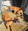 Bronx and Brooklyn (Puppy)