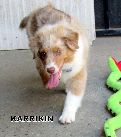 Karrikin (Posh Puppy)