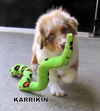 Karrikin (Posh Puppy)