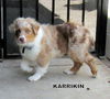 Karrikin (Posh Puppy)