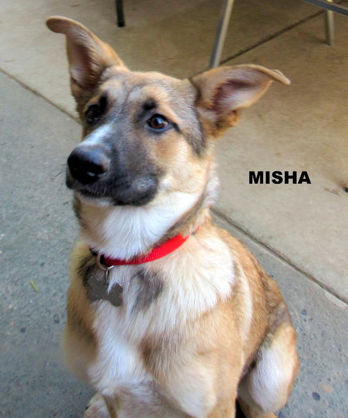 Misha (Puppy)