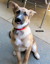 Misha (Puppy)