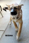 Misha (Puppy)