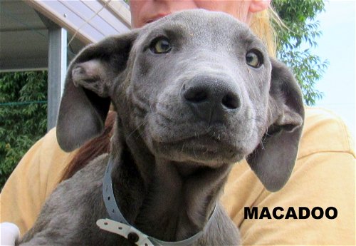Macadoo (Puppy)