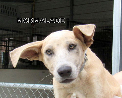 Marmalade (Puppy)