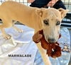Marmalade (Puppy)