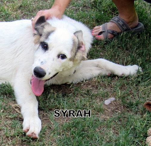 Syrah