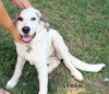 Syrah