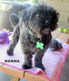 Hanna (Ritzy)