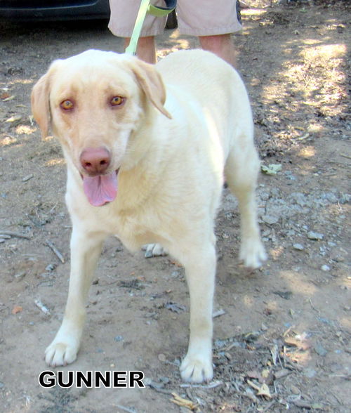 Gunner (Ritzy)