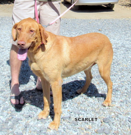 Scarlet (Ritzy)