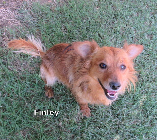 Finley