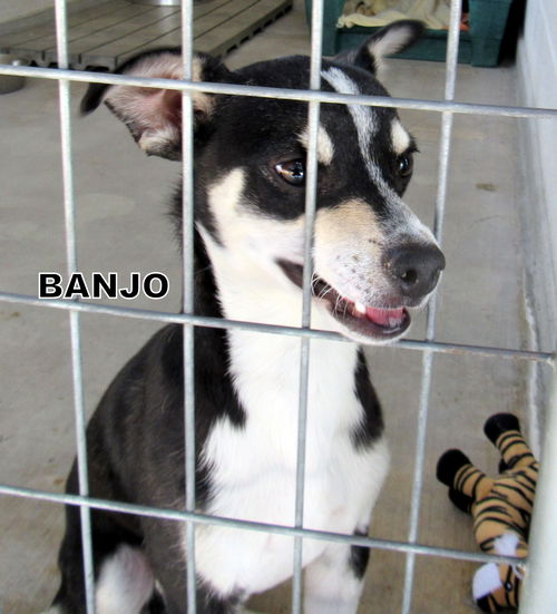 Banjo