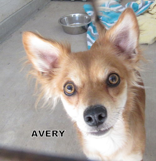 Avery