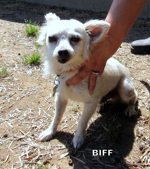 Biff (GrandPaws)