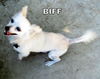 Biff (GrandPaws)