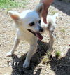Biff (GrandPaws)