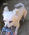 Biff (GrandPaws)