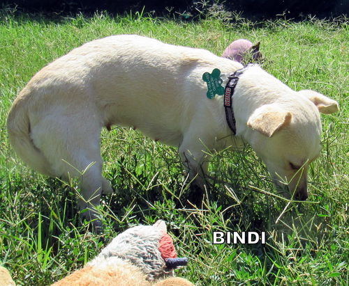 Bindi