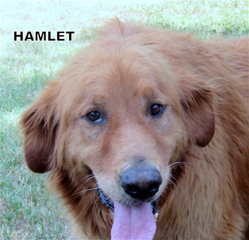 Hamlet (Ritzy-GrandPaws)