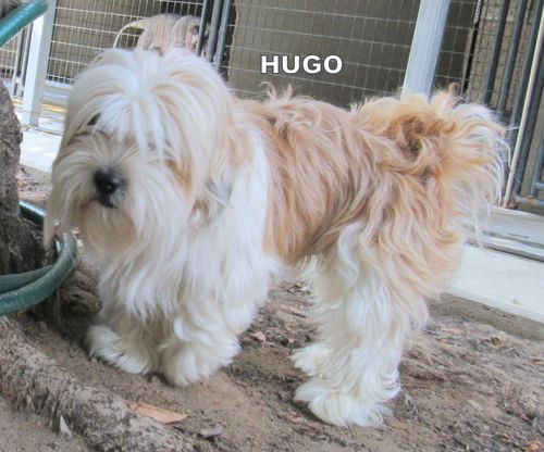 Hugo (Ritzy)