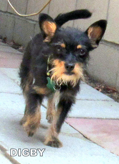 Digby