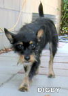 Digby