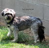 Scooter (Ritzy)