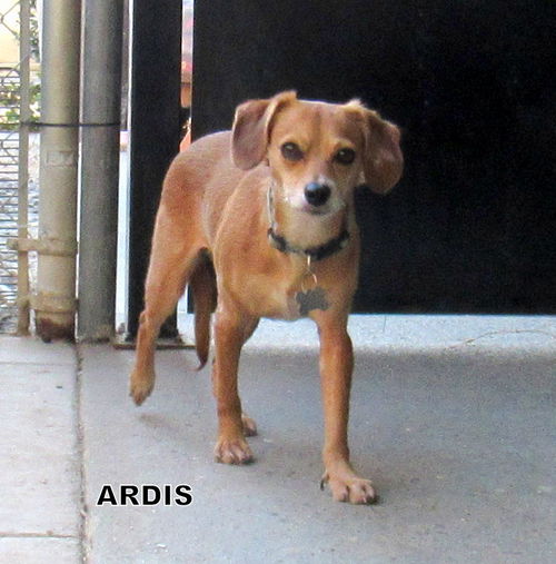 Ardis