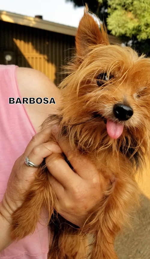 Barbosa (Ritzy-GrandPaws)